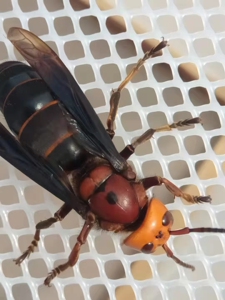 【虎头蜂蜂王红娘】虎头蜂蜂王红娘品牌,价格 - 阿里巴巴