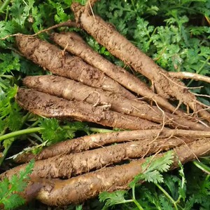 新鲜仿野生土党参贵州特产威宁党参传统煲汤料中药材纯天然500克