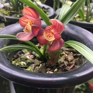 名贵矮种浓香型兰花苗盆栽不带花苞春兰盛世红荷室内花卉绿植盆栽