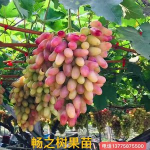 葡萄树苗阳光玫瑰大巨峰美人指蓝宝石盆栽庭院种植耐寒无籽葡萄苗