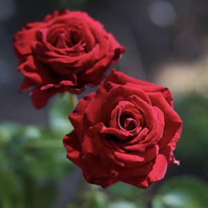 英格丽褒曼月季花苗红色大花丝绒感耐晒耐雨直立抗病阳台庭院盆栽