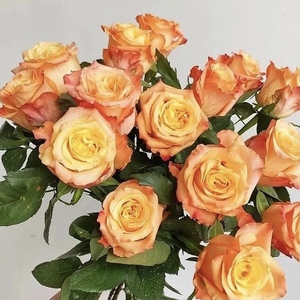 油画蒙娜丽莎月季花苗肯尼亚切花玫瑰淡香耐热勤花阳台庭院盆栽