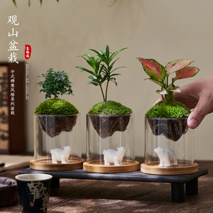迷你盆栽桌面九里香微景观办公室创意玻璃苔藓小绿植吉利红植物