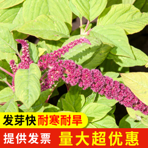 进口籽粒苋种子四季牧草黑千穗谷喂鸡鸭鹅猪牛羊家禽苋菜籽草种籽