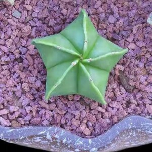 幸运星五角鸾凤玉星兜仙人球多肉植物组合绿植花卉盆栽