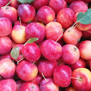 东北海棠果沙果水果现摘发货糖心酸甜口开胃新鲜特产孕妇小孩3斤