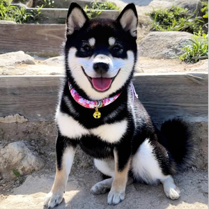 柴犬幼犬纯种黑白柴宠物狗活物日本豆柴幼崽家养柯基秋田犬小柴犬