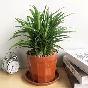 斑斓苗香兰叶盆栽新鲜可用香料植物斑斓叶苗绿植室内迷迭香净盆景