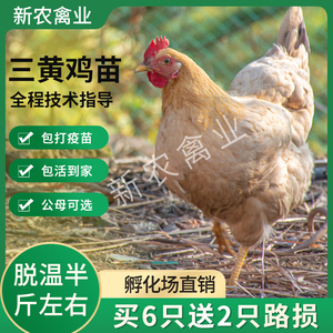 6只脱温三黄土鸡活小鸡仔活的青脚麻鸡草鸡柴鸡家养三黄鸡公母鸡