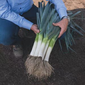 蒜苗韭葱种子种籽孑海蒜青蒜洋大蒜四季籽种高产菜籽蔬菜小根蒜头