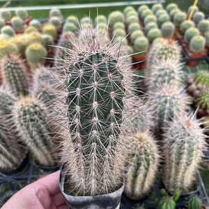 幸福柱仙人柱植物盆栽造景观赏武伦柱大颗绿植花卉客厅阳台盆景