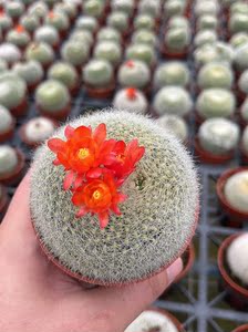【3年老桩】白雪光仙人球盆栽大颗植物稀有带花苞办公桌室防辐射