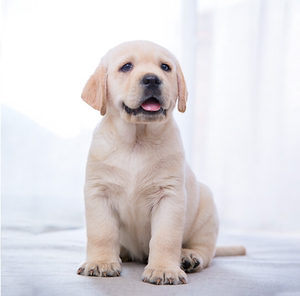 拉布拉多犬幼犬纯种黑色狗活幼体大型导盲训练过的成年小七宠物小0人