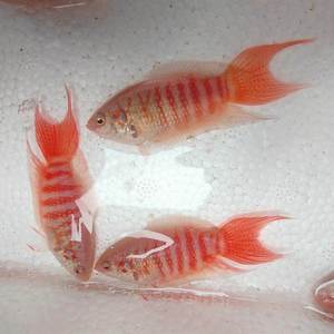 00兄弟花圃淘宝中国斗鱼  白兔 白兔斗鱼  红眼玉兔 白化斗鱼 冷水