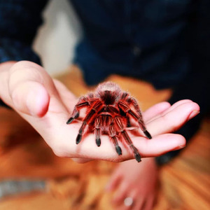 宠物蜘蛛纯种智利火玫瑰足展2.5-5cm新手入门温顺可爱爬行食鸟蛛