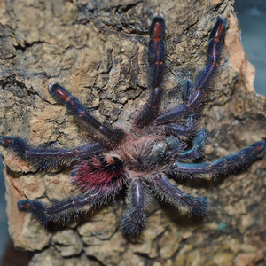 亚马逊蓝宝石粉趾钴蓝粉趾足展2-2.5cm温顺爬行宠物蜘蛛活体新手