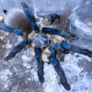 梦幻蓝巴布活爬行宠物蜘蛛1-13cm索科特拉梦幻蓝巴布好养穴居类型