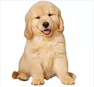 纯种金毛幼犬黄金猎犬寻回犬拉布拉多导盲犬警犬活体宠物狗训练