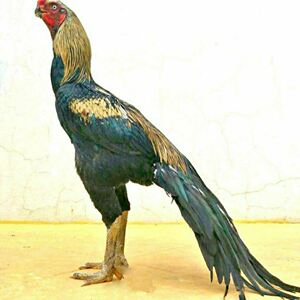 【10枚】鹰嘴斗鸡菲律宾斗鸡缅甸斗鸡阿塞尔格斗之王受精蛋可孵化