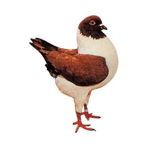 特大体型摩登娜鸽子种蛋元宝圆环鸽子受精蛋种蛋一对可孵化的鸽蛋