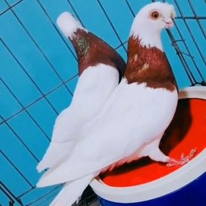 短嘴豆眼白紫环鸽子淑女鸽子高飞瓦斑鸽子种蛋一对可孵化受精蛋