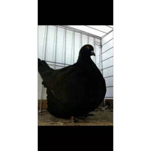 法国进口巨型鸽子一只5斤8两梦坛种鸽种蛋特大体圆环观赏鸽受精蛋