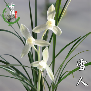 云南莲瓣兰名品雪人宝姬素精品兰苗带花苞原生老种本地兰花基地发