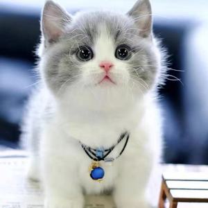 英短蓝白猫头像高清图片