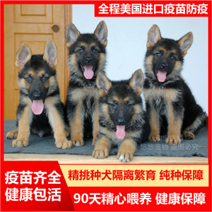 德牧纯种幼犬弓背黑背德国牧羊犬猎犬活体宠物狗警犬军犬大型狼狗