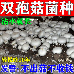 双孢菇蘑菇种植包可使用菌菇包菌棒蘑菇盆栽家庭种植口蘑种植菌