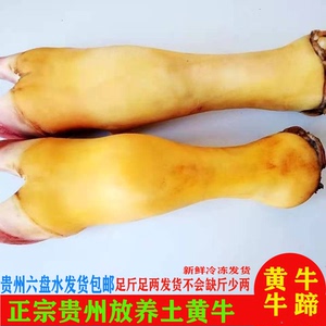 现宰正宗农家放山散养黄牛肉 牛蹄整只新鲜 牛脚蹄冷冻20斤装包邮