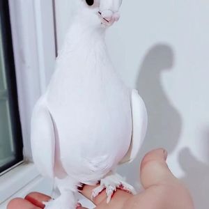 新疆系短嘴观赏鸟豆眼白鸽子活体种蛋精品三瓣嘴毛脚小嘴鸽受精蛋