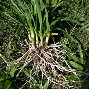 花卉盆载绿植贵州云南韭菜根苤菜根办公盆栽宽叶韭石韭观音菜带泥