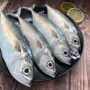 巴浪鱼三斤新鲜海鲜水产冷冻海鱼海捕新鲜鳀鱼提秋鱼刀鱼