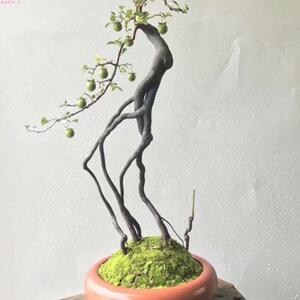 秒拼链接非直播间下单勿拍 绿植金豆盆景 文人桩 瓜 坨 悬崖 丛林