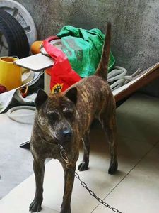 纯种广西土猎犬养殖打猎师傅狗虎斑犬中华田园犬活体土狗幼犬包邮