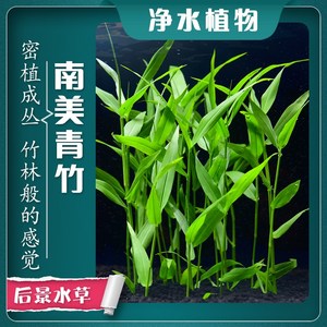 鱼缸造景南美青竹阴性水草淡水植物活懒人玉竹免栽种新手中后景草