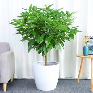 平安树盆栽苗办公室内客厅多年生常青净化空气观叶大型绿植