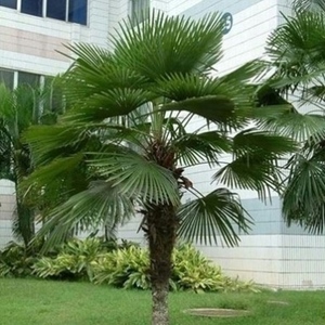 户外公园棕榈树苗绿植大型室外绿化植物庭院耐寒常绿扇子树棕包树