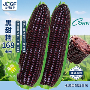 甜加糯水果玉米种子高产东北玉米糯玉米种籽富含花青素黑甜糯168