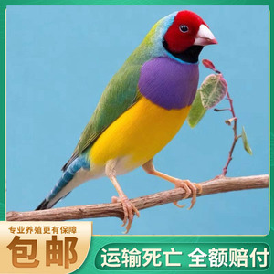 七彩文鸟活体小型宠物鸟观赏鸟珍珠鸟活物灰白文鸟活体鸟手养包邮