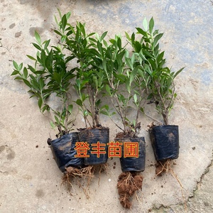 小叶栀子花四季常青盆栽室内室外色块工程绿化小苗根系发达好养活