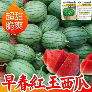 早春红玉西瓜种子日本进口水果四季瓜种籽春季南方西瓜种籽苗秧2k