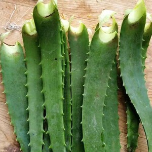 龙爪菊药用10年可食用抗病毒材木立芦荟苗龙爪菊盆栽特价清仓