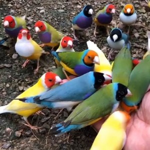 七彩文鸟绿背紫胸五彩绿白金贝蓝背白文灰文珍珠鸟胡锦鸟十姐妹鸟