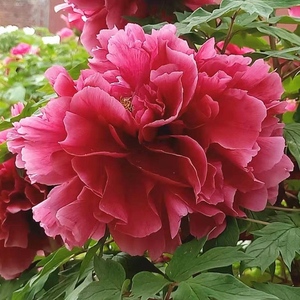 牡丹花苗花王