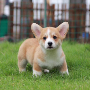 出售纯种柯基幼犬威尔士两色柯基三色柯基小短腿柯基犬宠物活体狗