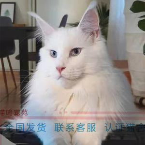 纯种缅因猫挪威森林猫长毛猫宠物猫纯白纯黑银虎斑红虎斑开脸猫舍