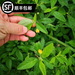 深山天然白背黄花稔 黄花地桃花 地膏药 黄花母 千斤坠中药材干货
