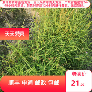 野生猫毛草新鲜 金丝草中草药黄毛草牛尾笔仔猫仔草干货另售500克